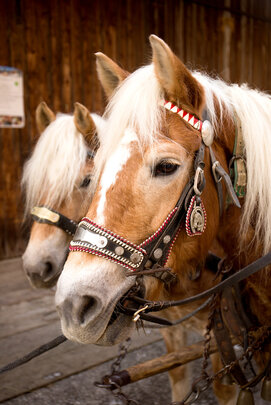 Kutschenfahrt Roßmoos ©Alpbachtal Tourismus, shootandstyle.com